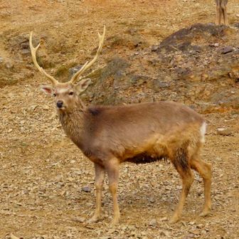 鹿との睨み合い