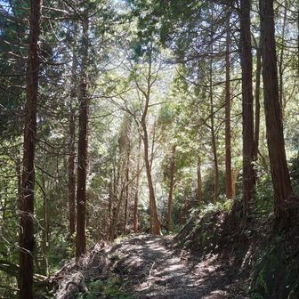 走りやすいルートを選んで
気ままに走ったり
歩いたりしながら下山！