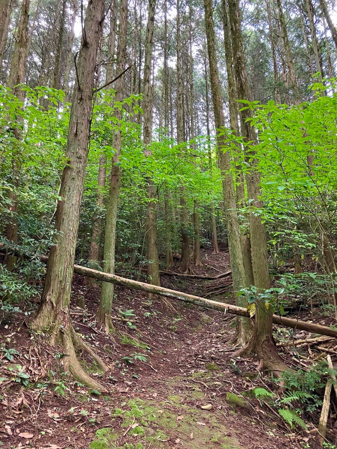信仰の山として栄えた歴史あるところ
