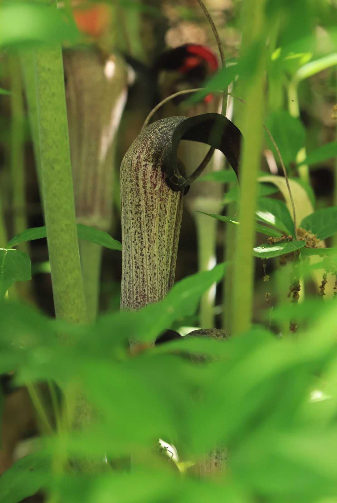 ウラシマソウかね、群生してた
