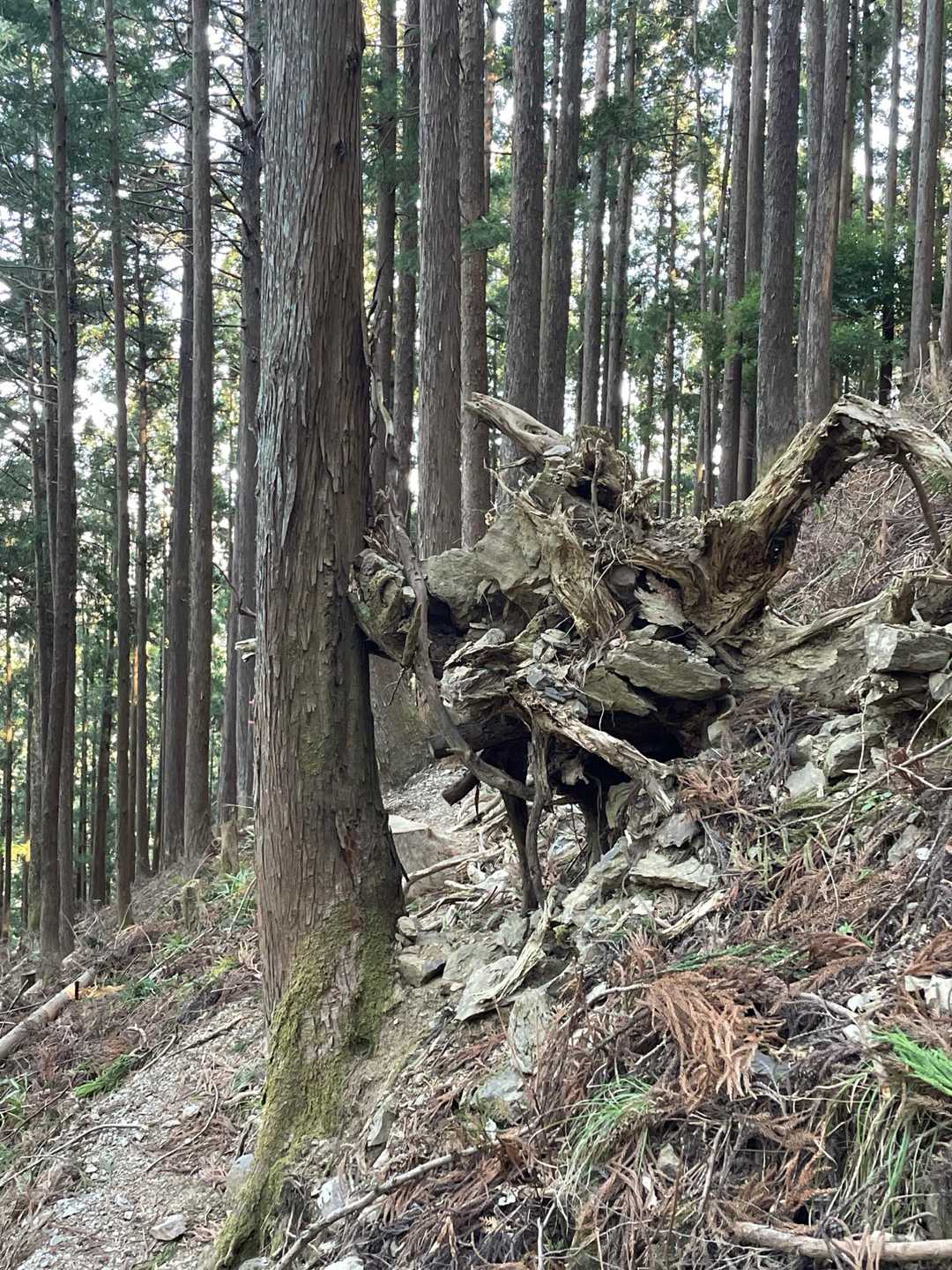 生き物に見えてびっくり