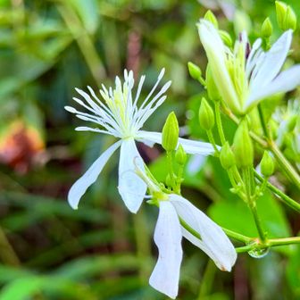 　　　今日のお花　センニンソウ