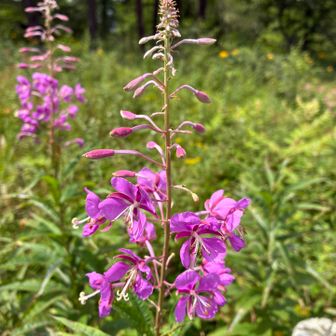アヤメ平や裸山には様々な花が咲いて。蝶の保護活動の意味もあるようです