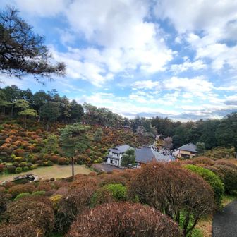 ツツジいつかみたい