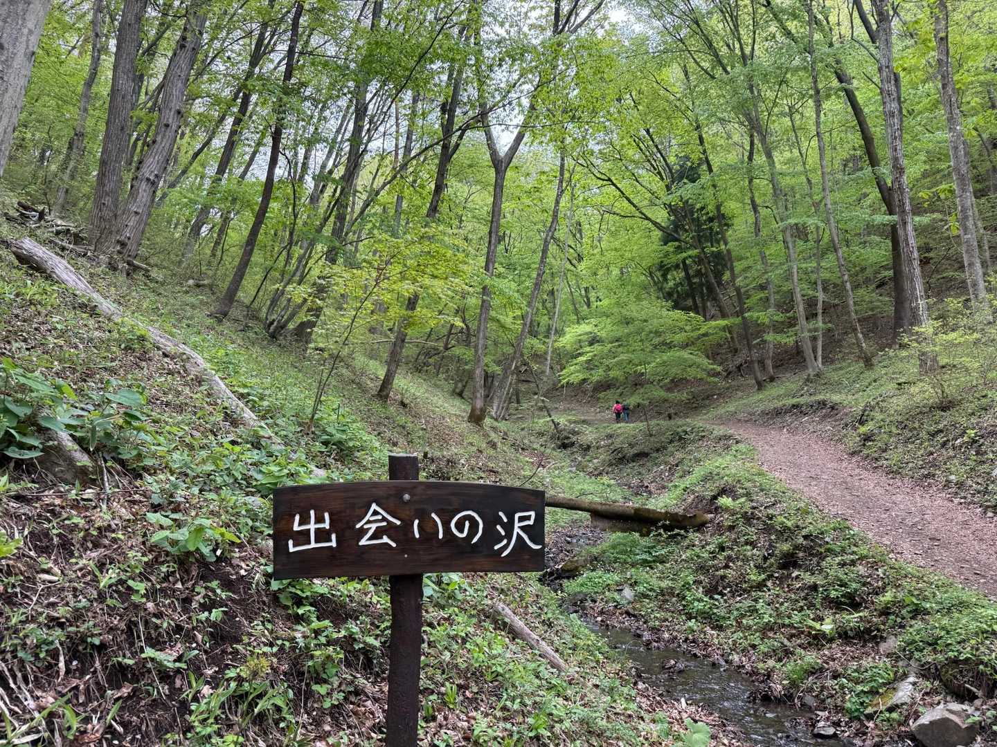 新緑がいい感じです✨