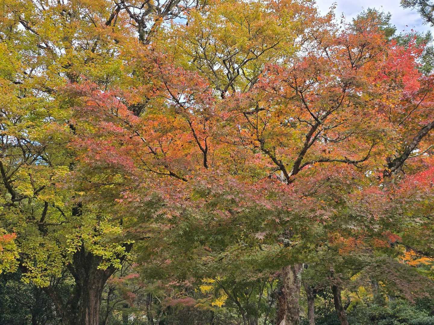 紅葉谷-弥山-大聖院 周回コースの写真