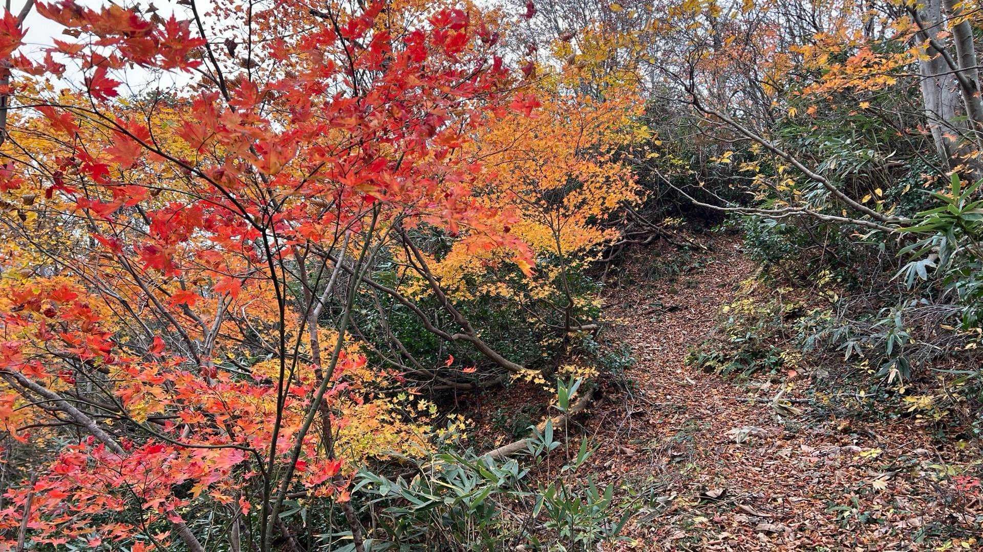 この日は最初から最後まで紅葉を楽しむ！