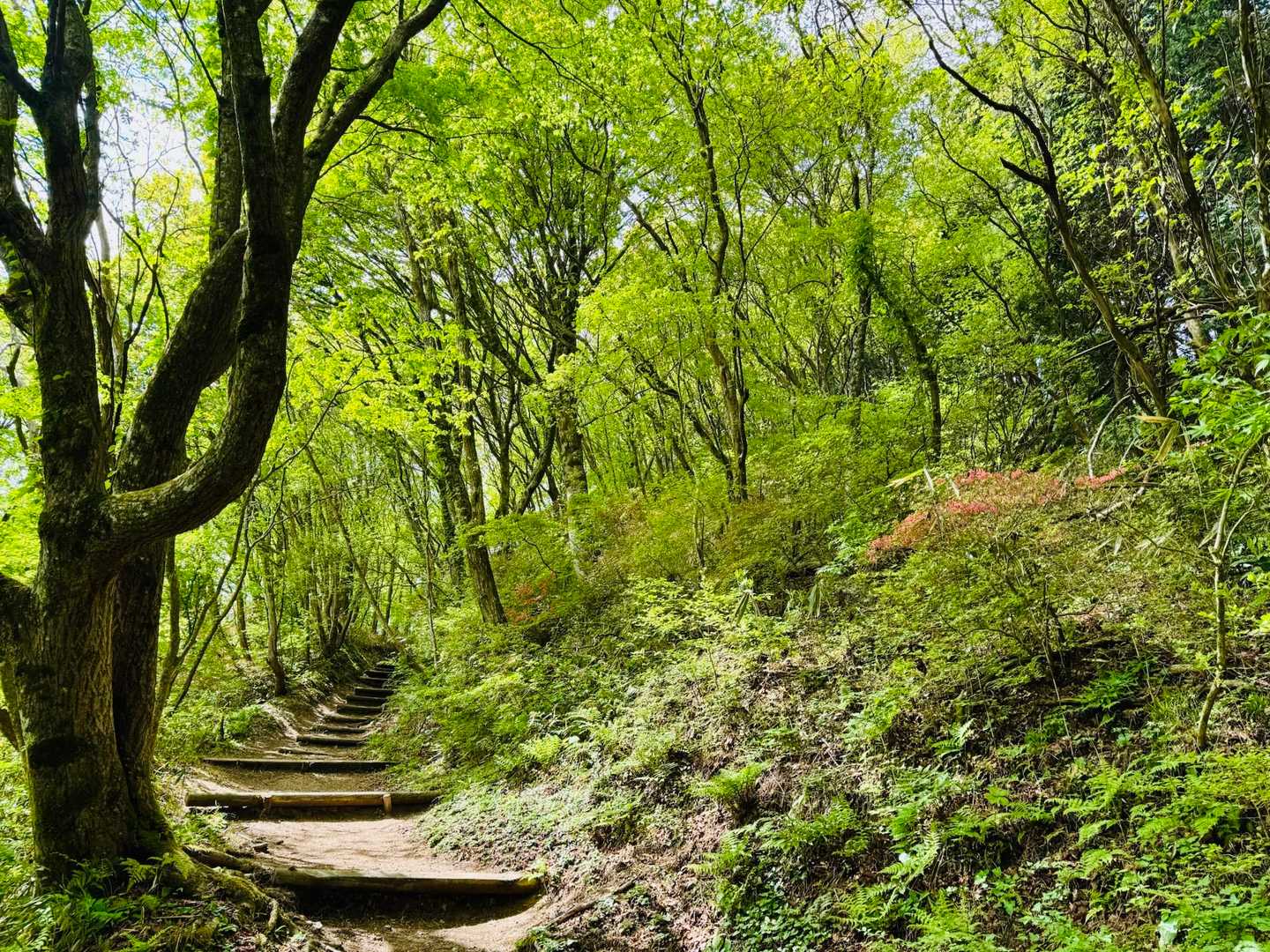 新緑の北尾根ルート🌿

ちょう気持ちいい😀