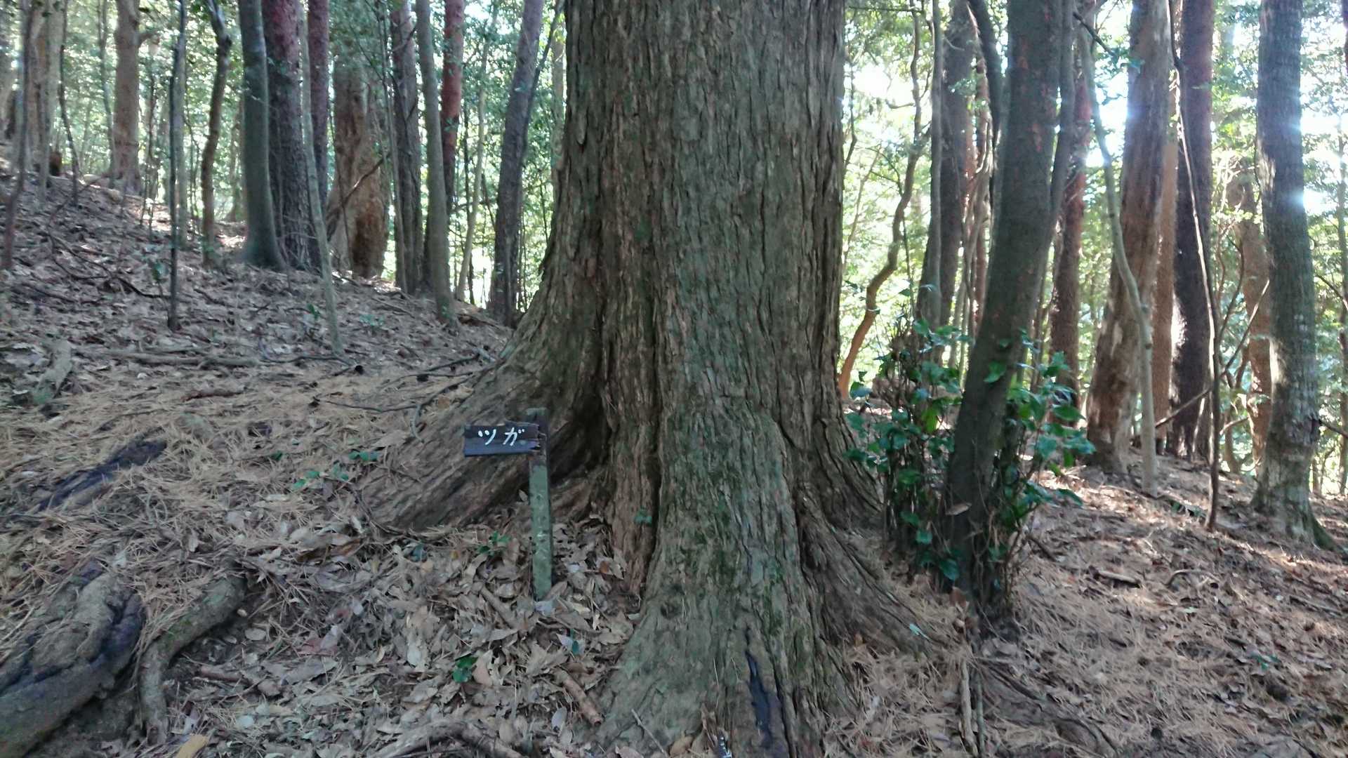 ツガの木