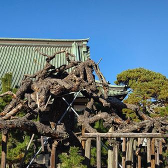 臥竜松
徳川家康が創建した大光院の境内にある黒松