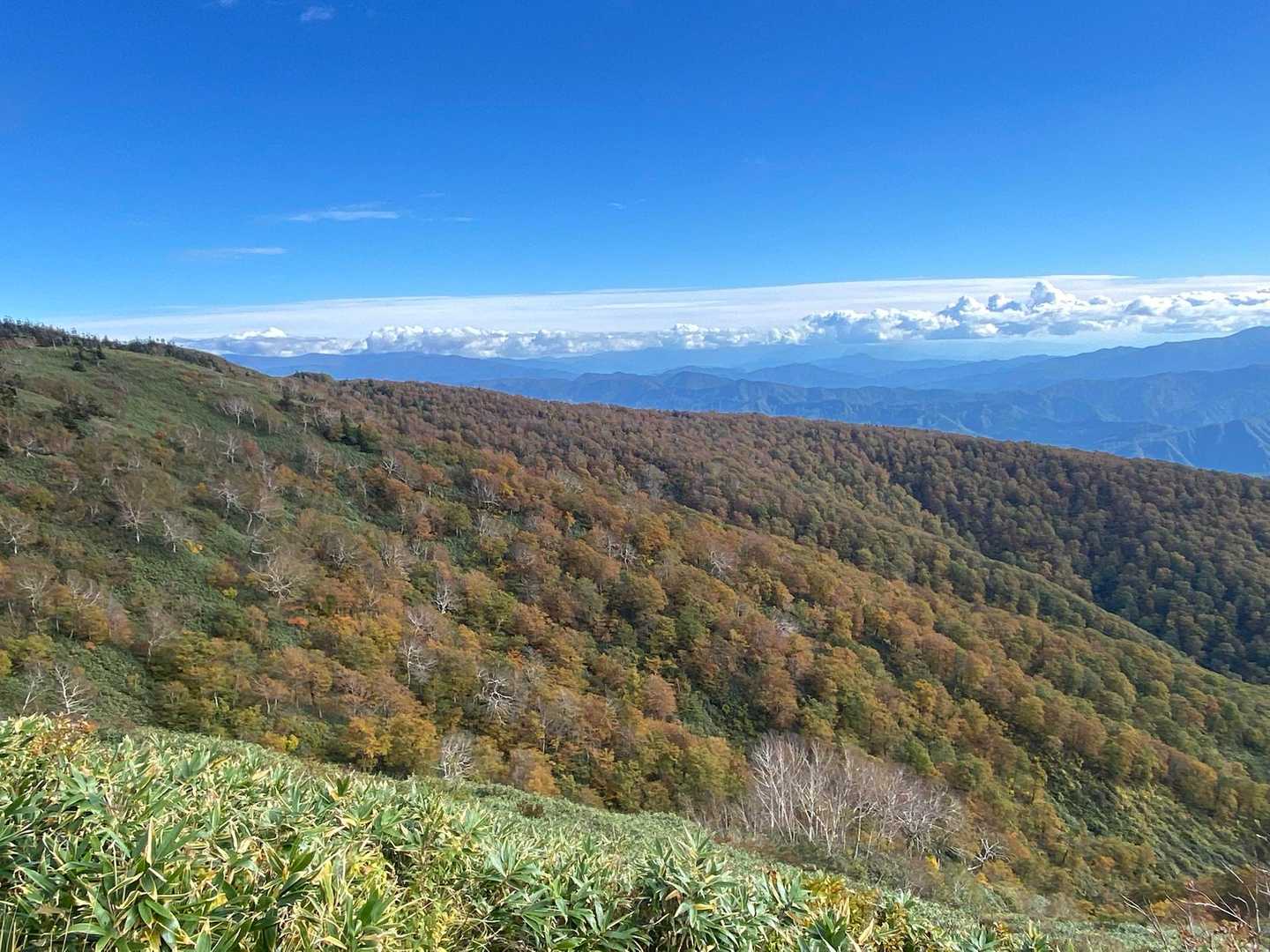 ゴンドラ山頂駅付近の紅葉はまだこれからかな？