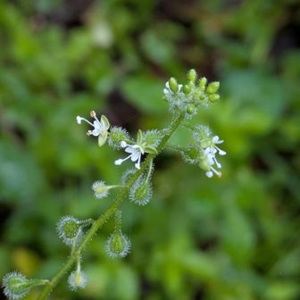 可愛らしい花と産毛を持つ水玉の様な実が付いている