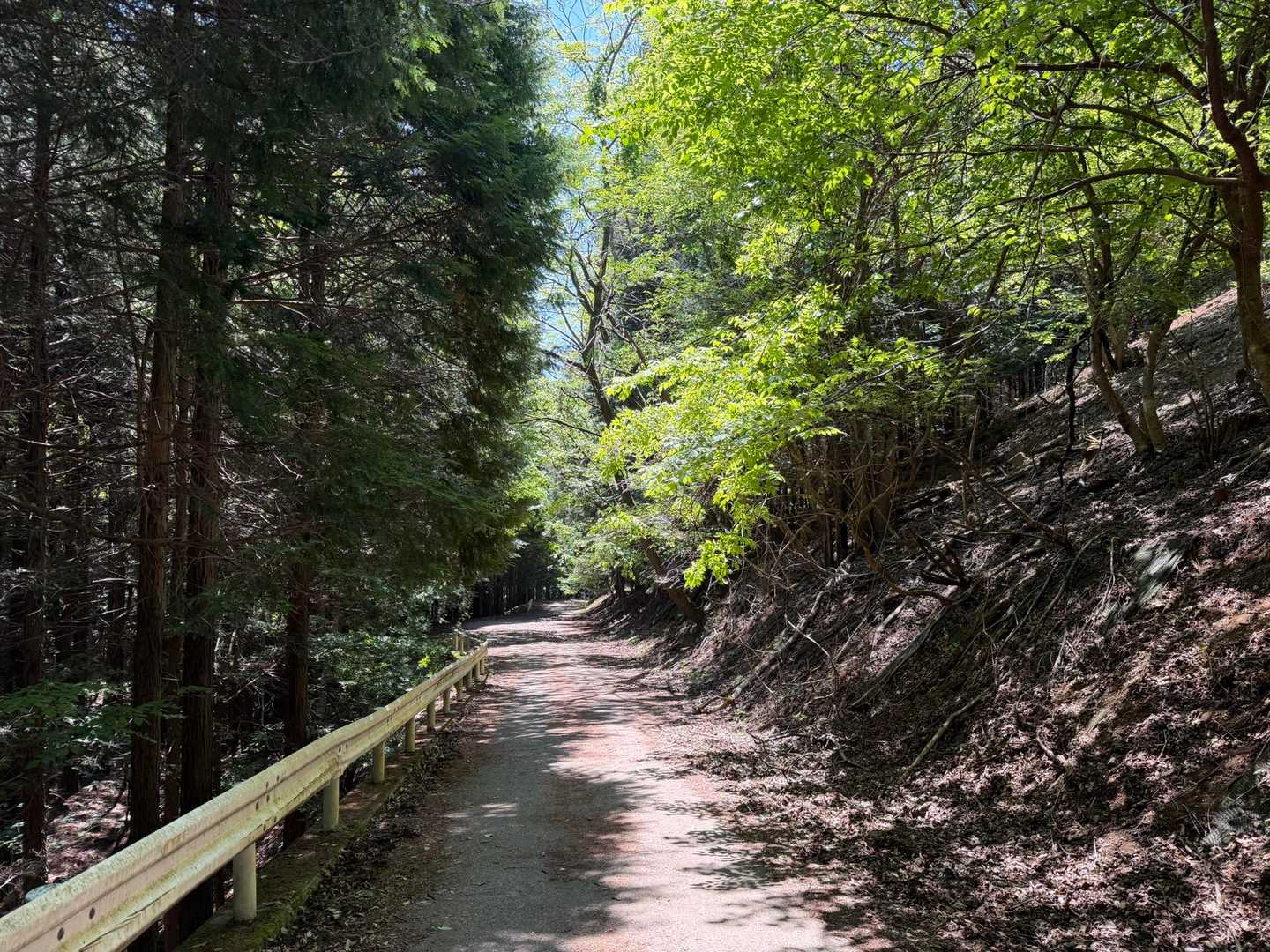 戻ってきました