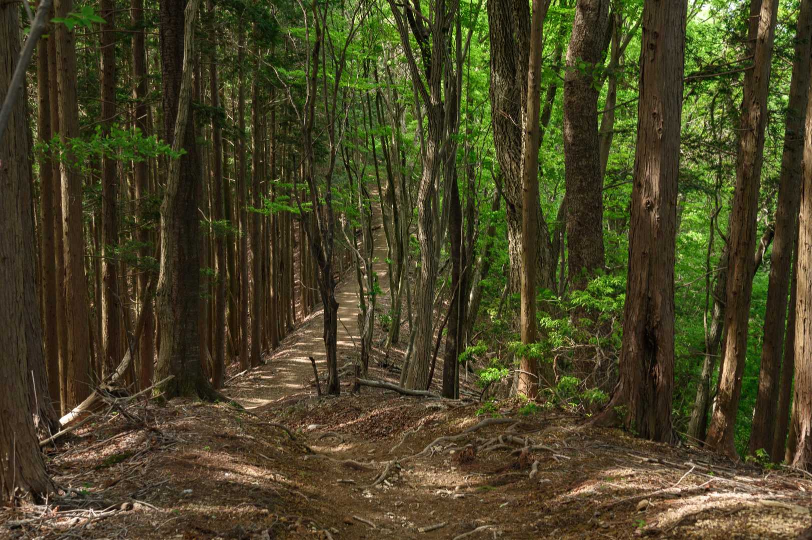 こんな感じの道が続きます🙌