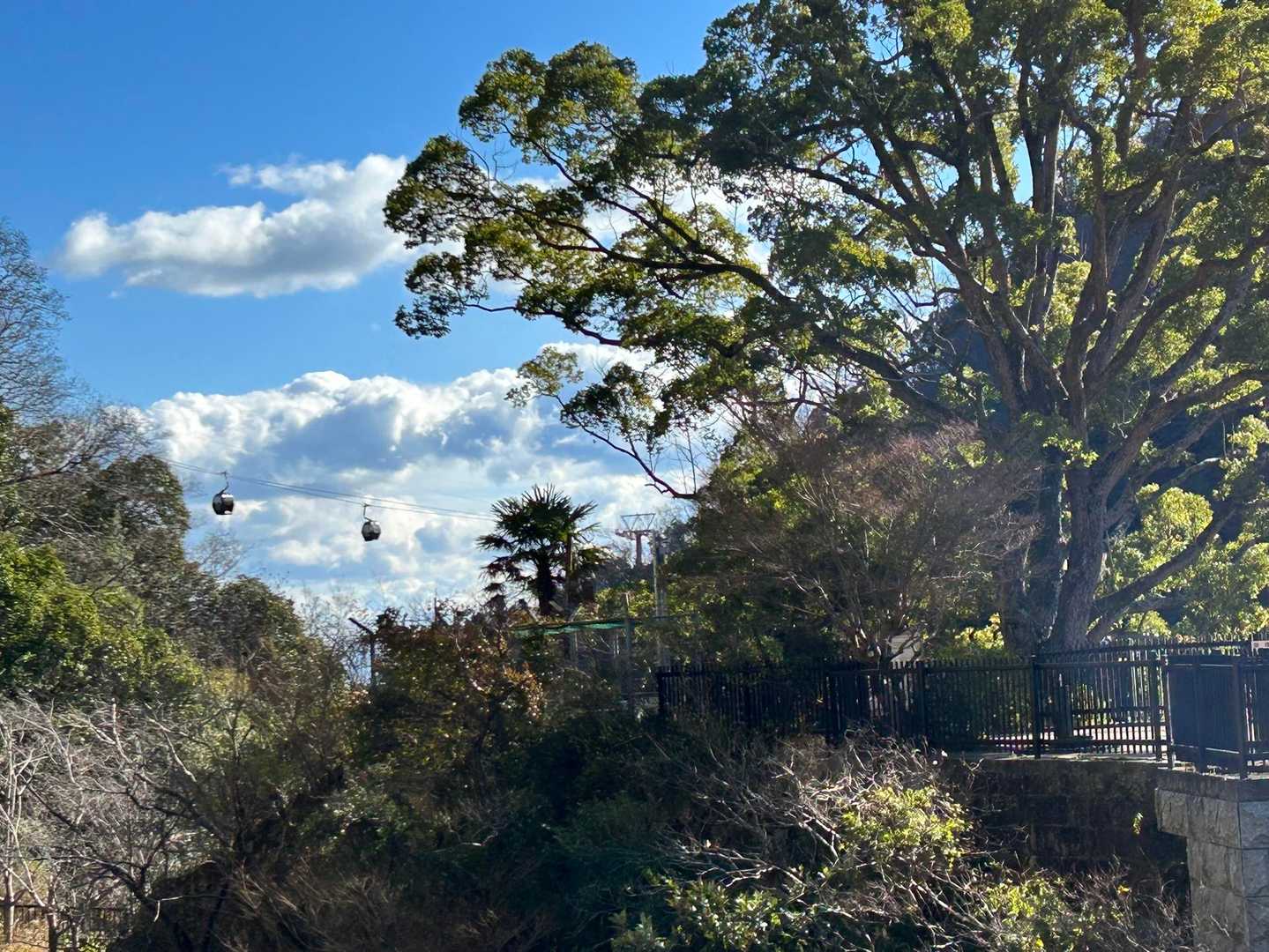 ダム湖のシンボルツリー🌲
かな。左手にちっちゃく、
写ってるのは、ゴンドラ🚡