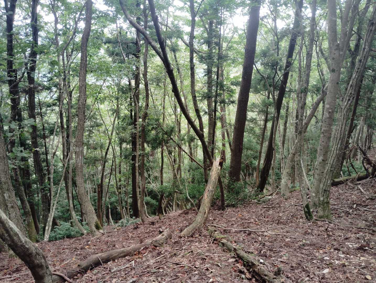 左側斜面に降りていったが、ちゃんと撮れなかったのでもう一度おいで〜😘(言うてる場合か、早く逃げろ💦)