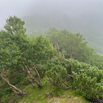 草付きの歩きやすい稜線です。ここで雨が激しく降り出し撤退を考えましたが、P1の岩稜はどうしても拝んでおきたかったので進みます。