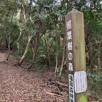 照葉樹の森🌳です。