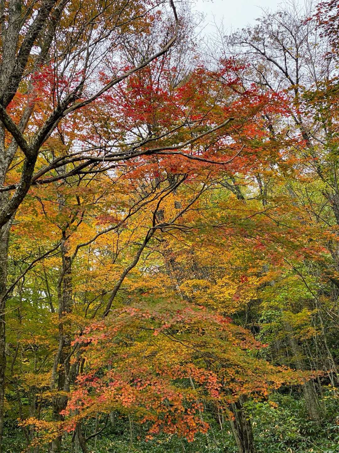 ひろしま県民の森登山口-出雲峠-比婆山 周回コースの写真