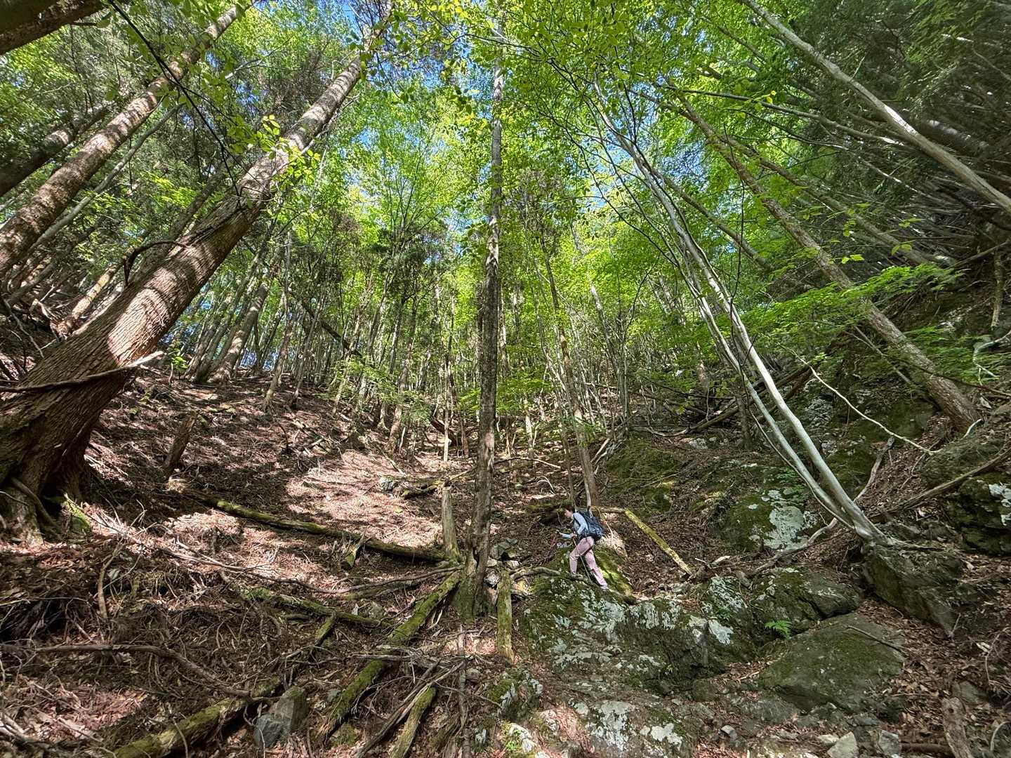 尾平トンネル登山口-尾平越-古祖母山-障子岳 往復コースの写真