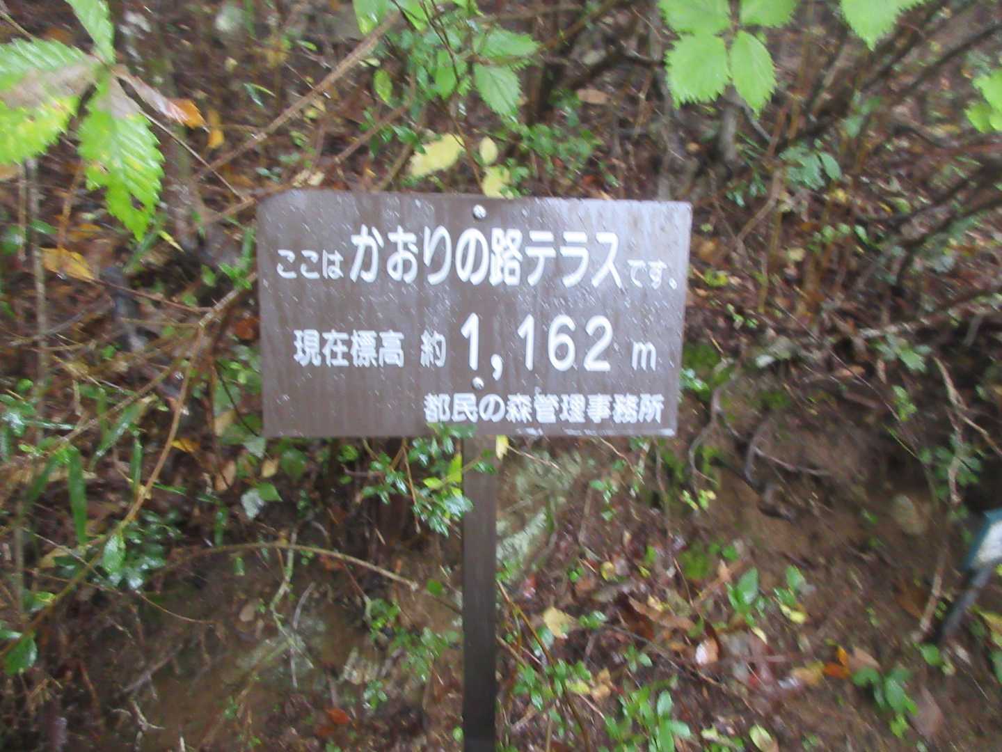 標高1000m超えで寒い。コアジサイが一杯あるのでかおりの路のようだ