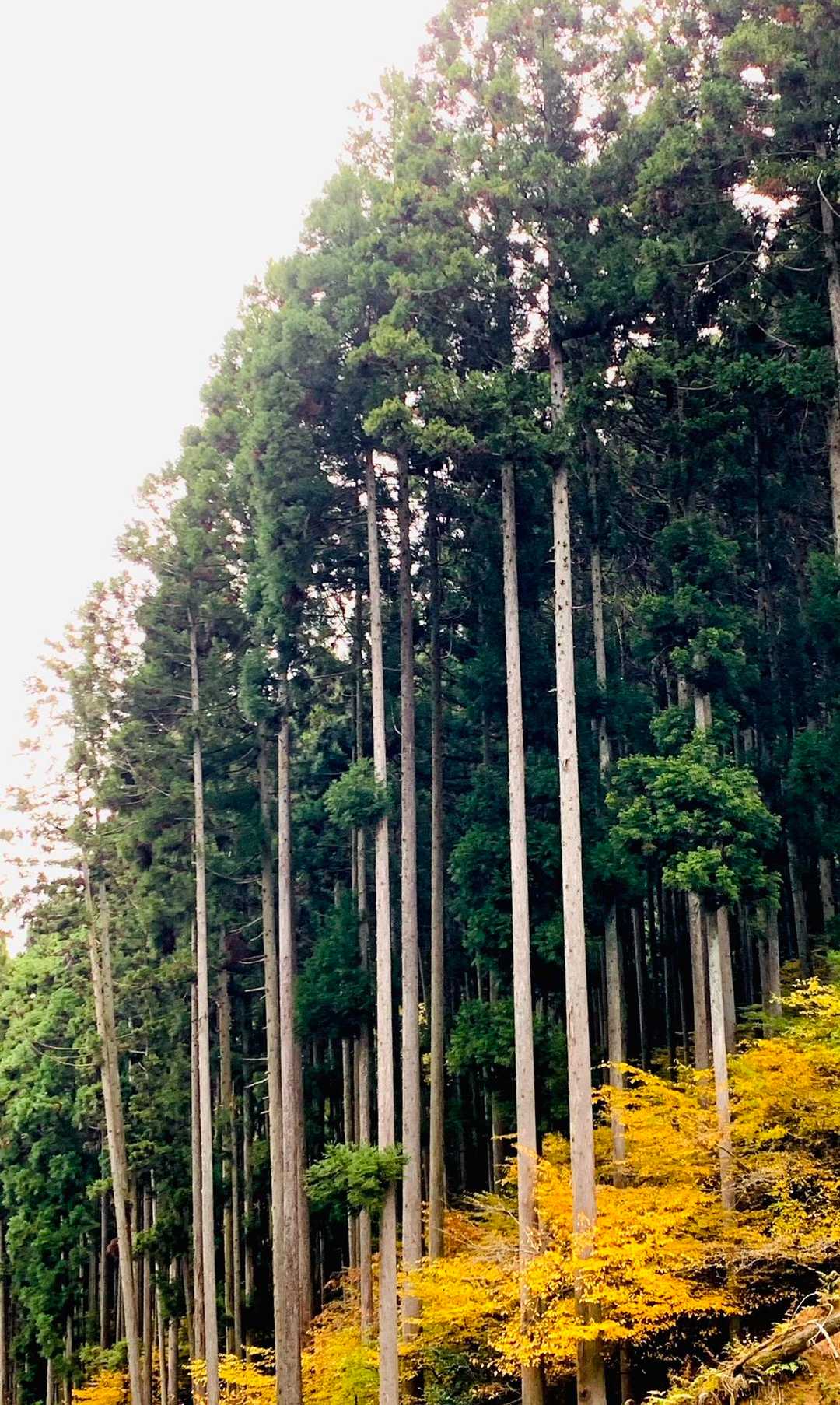 綺麗に枝打ちされた杉と黄葉のコントラストが良い