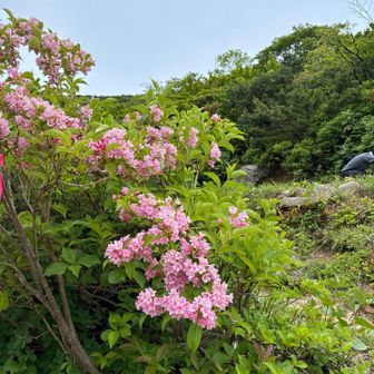 山道を鮮やかに彩ってくれていたタニウツギ