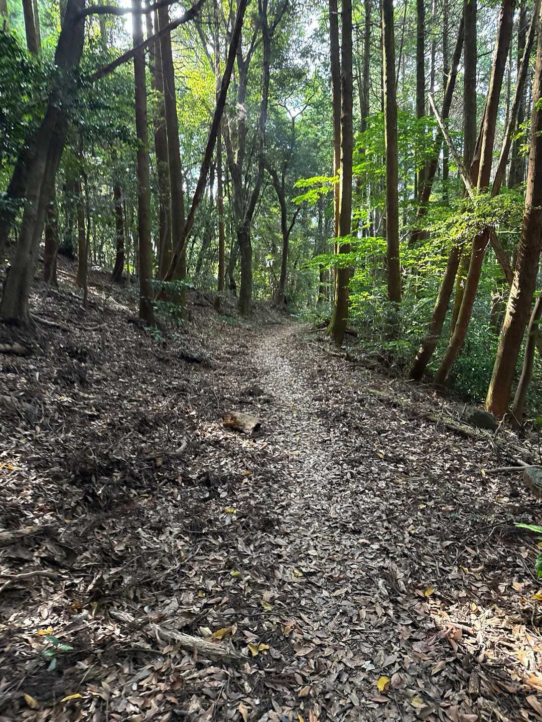 八幡岳 往復コースの写真