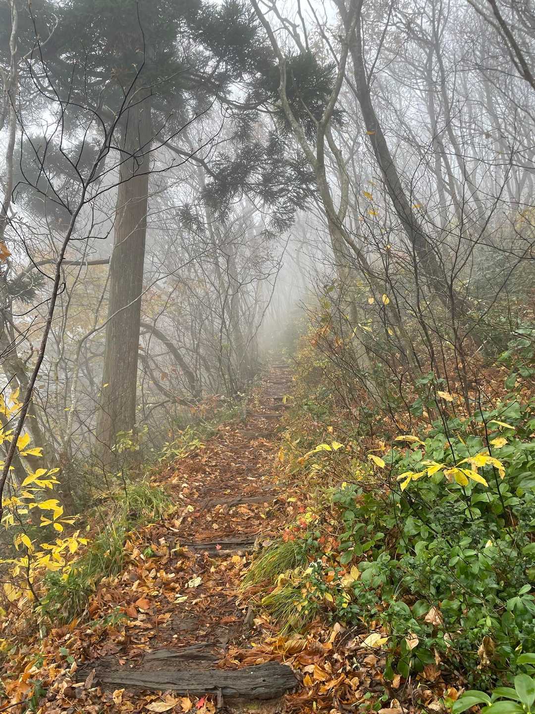 上に行くとモヤモヤ😶‍🌫️でもそれもまた素敵な秋のお山🍂✨