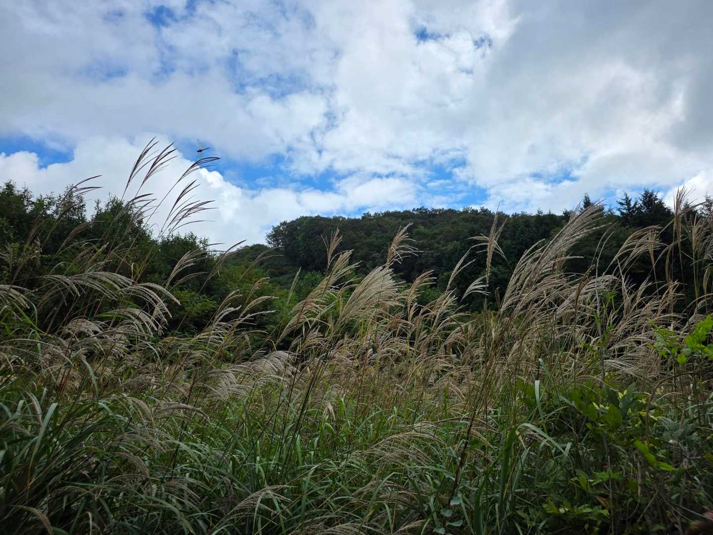 秋の気配🌾