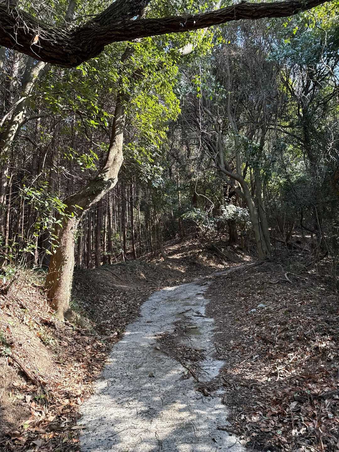 入ってしまうとそうでもない
舗装道路だけど、かなり急
スキー場の中級以上の斜度
超前屈みで登った