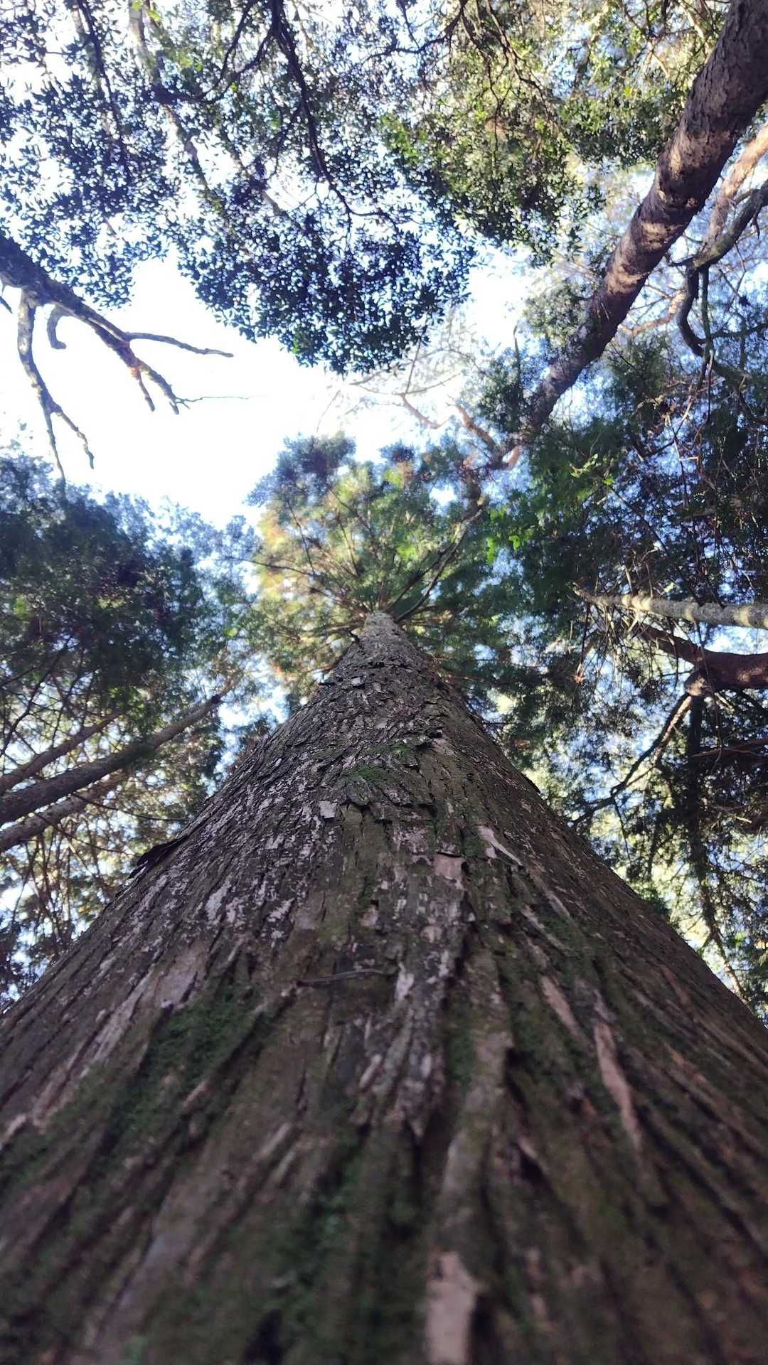 立派な杉