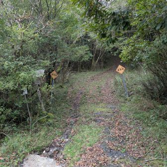 『片蓋山』へはここから入る軌跡が多いですが、鹿糞いっぱいの不明瞭道とのレポもあったし、霧も掛かって来たので、ここはパスして安全な道から入ります。