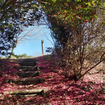観音岳頂上直下のサザンカのトンネル