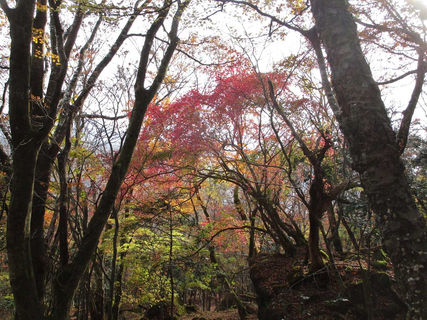 毎年きれいな色の木が今年も…これはモミジではない…何て木か知らない…