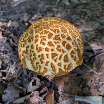 西千頭への途中

美味しそうなメロンパン？

・・ではなく
大きなキノコでした