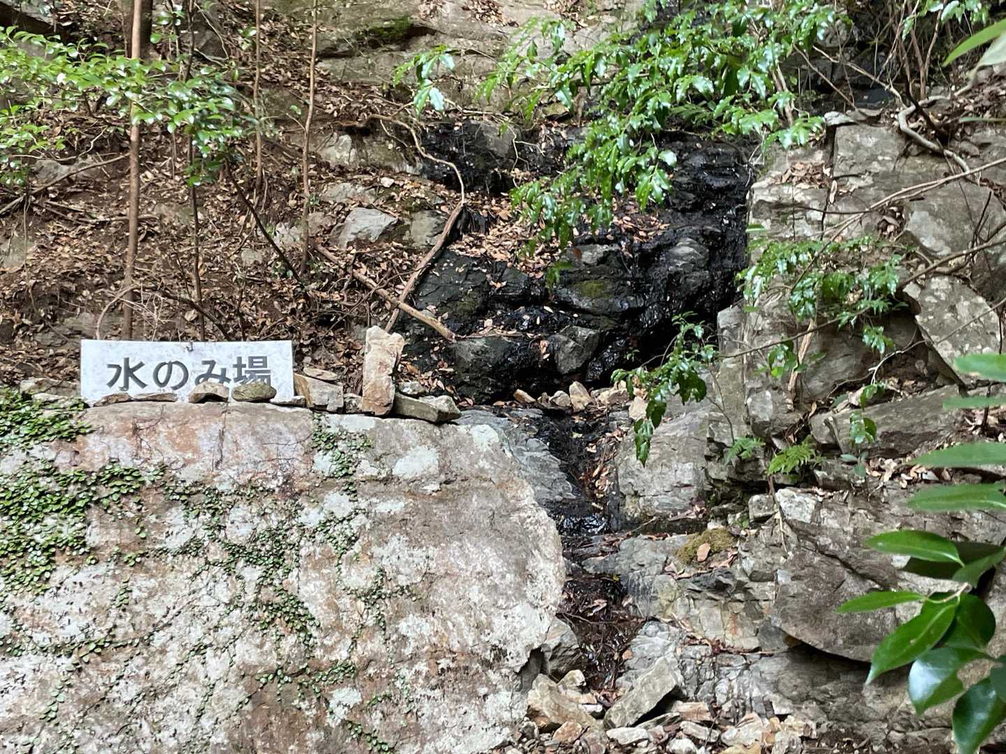 どうしても飲んでみる勇気が湧かなかった水のみ場
ここから傾斜が明らかに厳しくなって一気に山の印象が変わりました