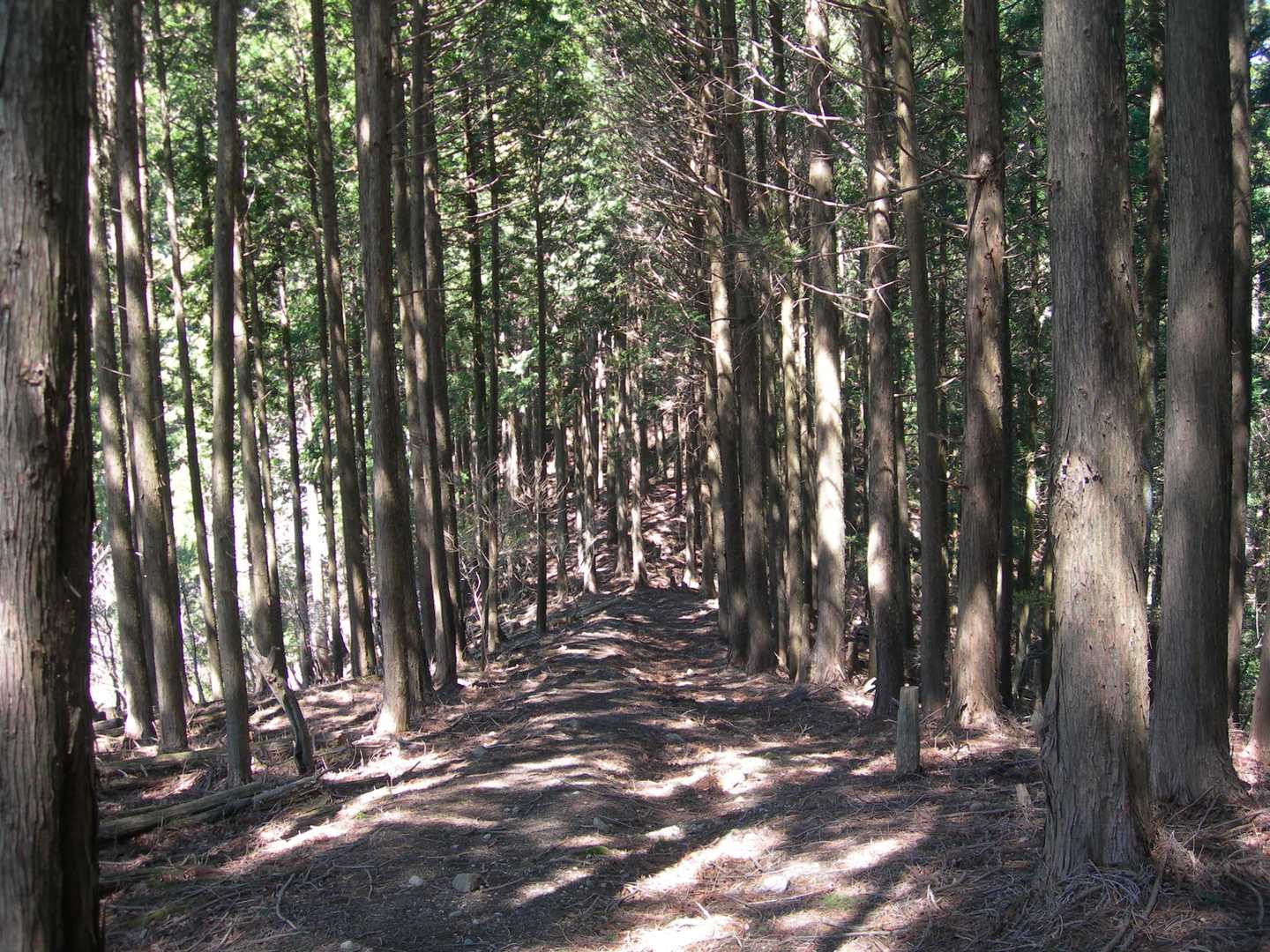 尼ヶ岳 往復コースの写真