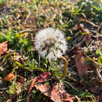 タンポポの綿毛🌼