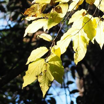 💛🍂
(ネジキ)