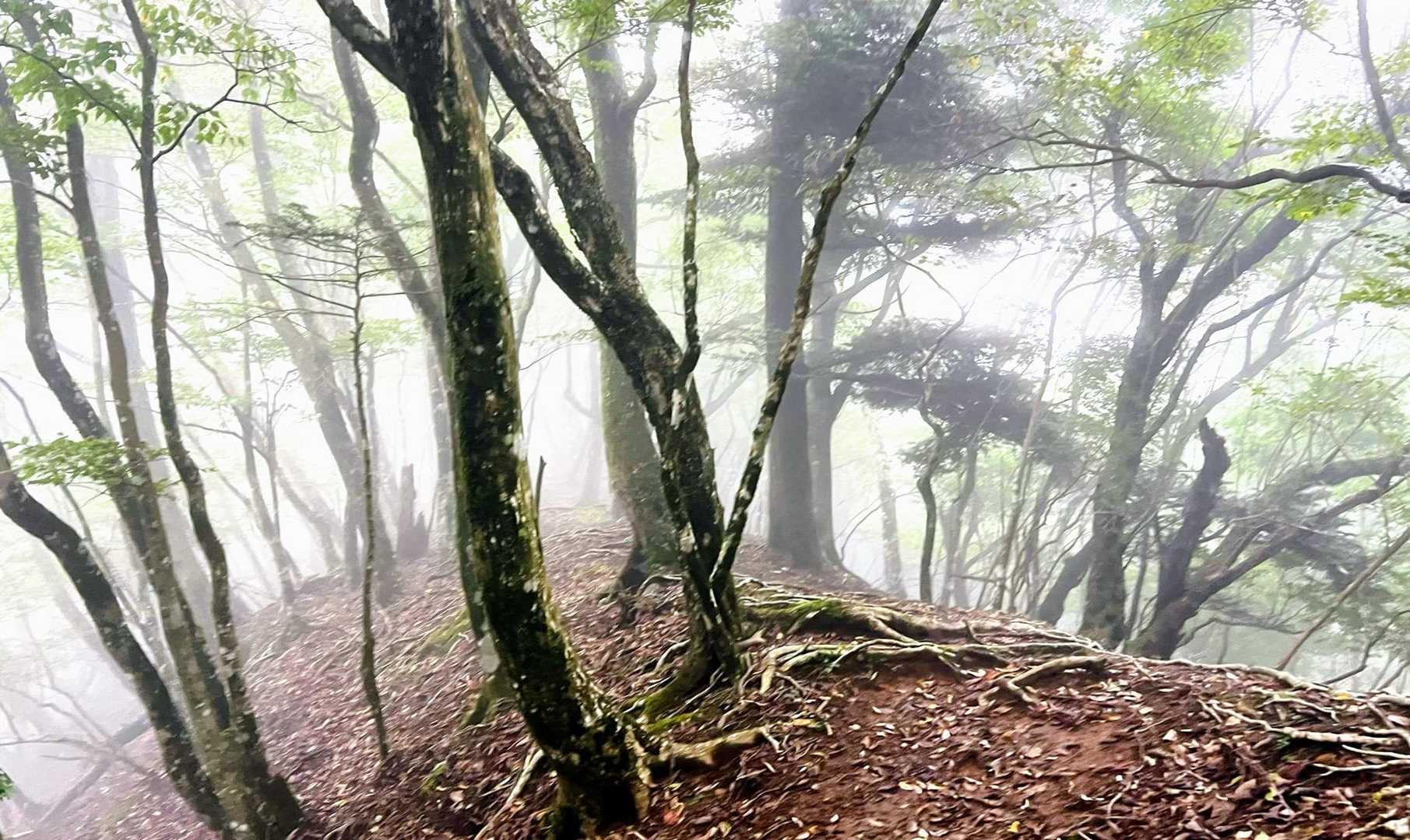 途中霧雨