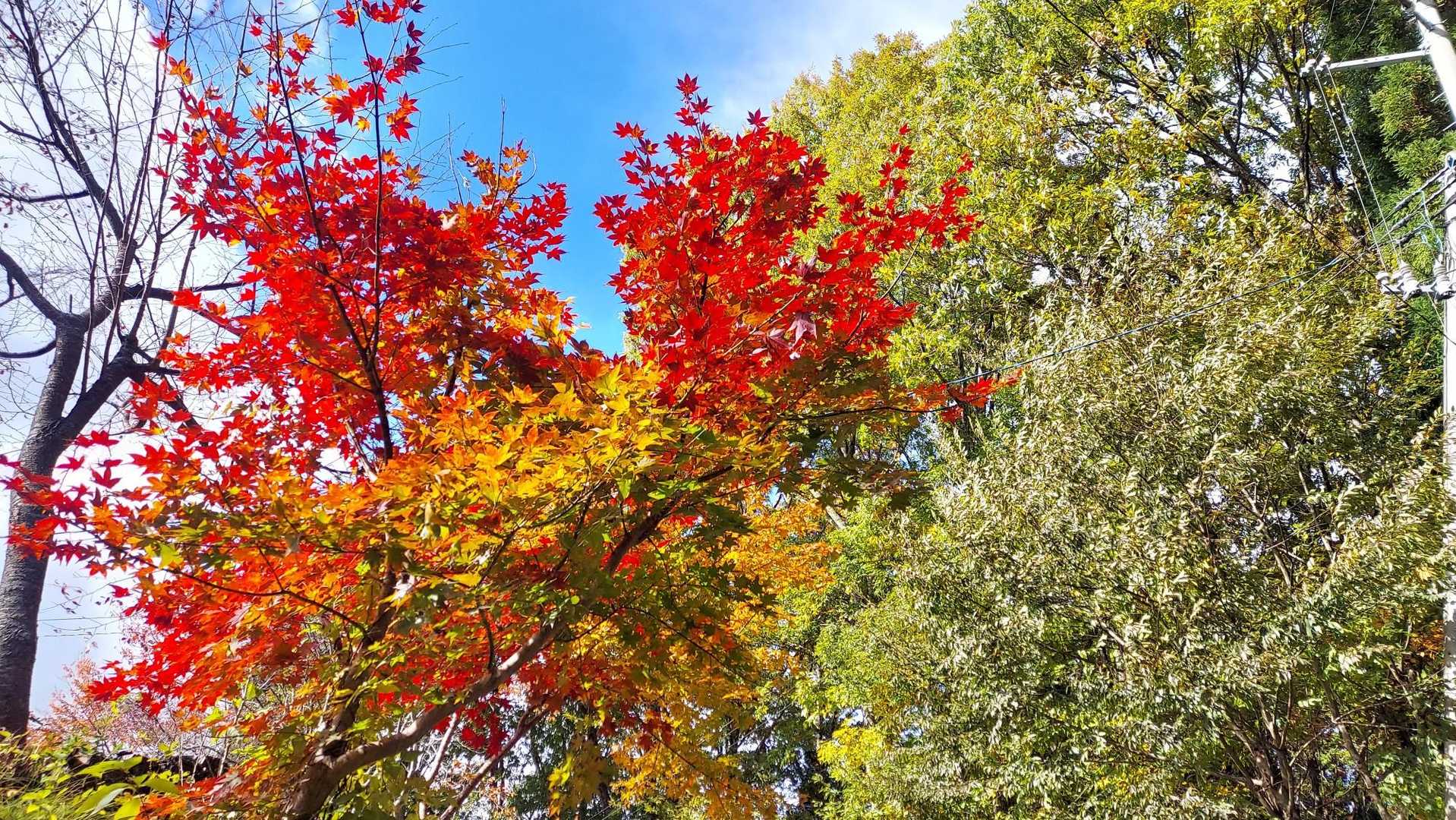 お天気良く🍁も真っ最中✨
