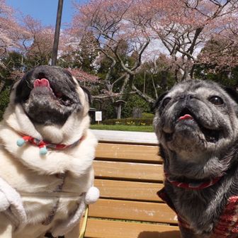 ヒナサクラ