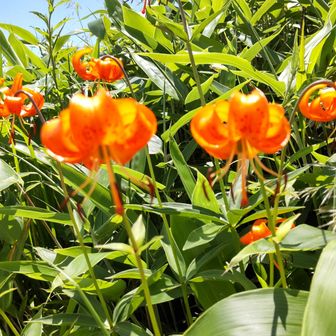 ちかベジタブル