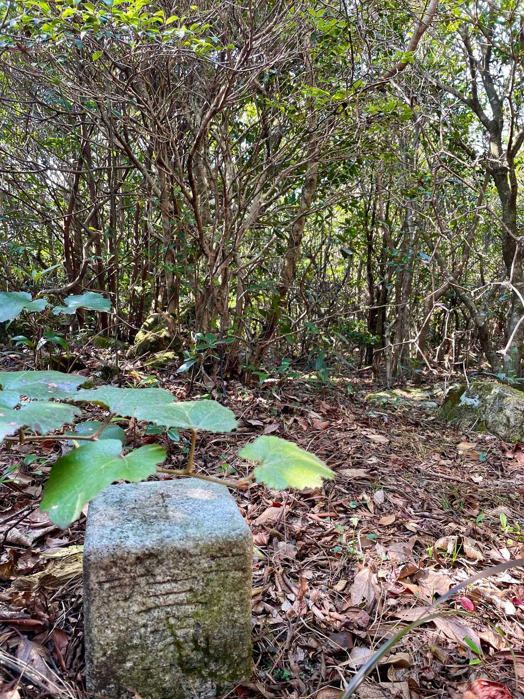 泳ぎ、かわす事5分、遂にニノ岳山頂に到着😆
もちろん眺望も標識もなく、あるのは藪😅
YAMAPが無ければ、もちろんここには辿り着けない感謝、感謝です😃さあ、下りなきゃね😅