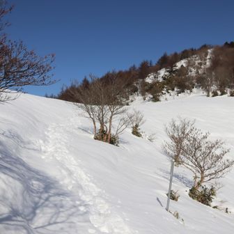 右の中林直登コースは踏み跡無し。