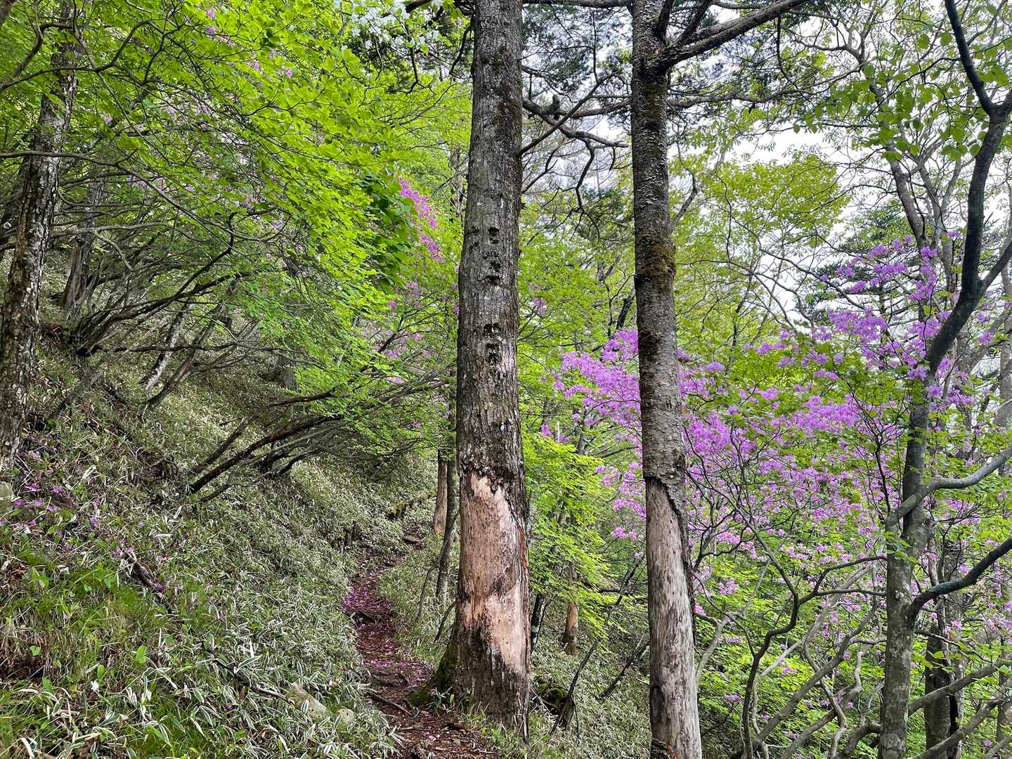 中禅寺バス停-狸山-半月山-半月峠-立木観音 周回コースの写真