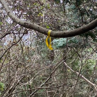 三子山Ⅱ峰を越えるとイエローテープに🟡