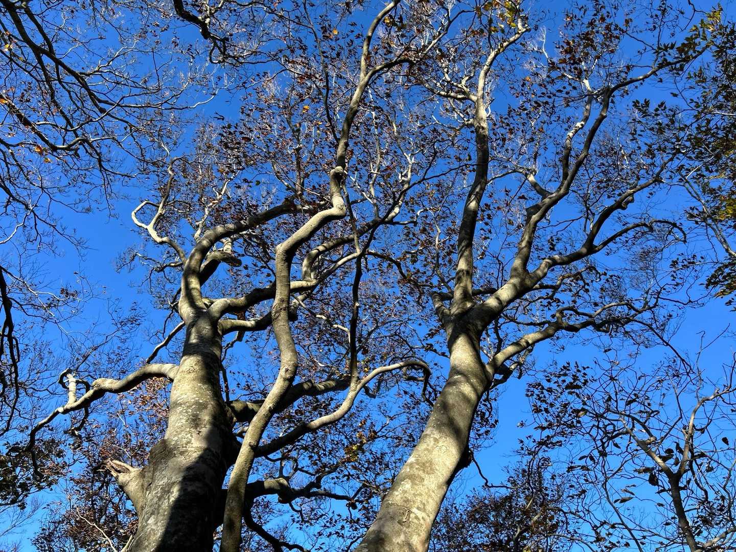 🍂