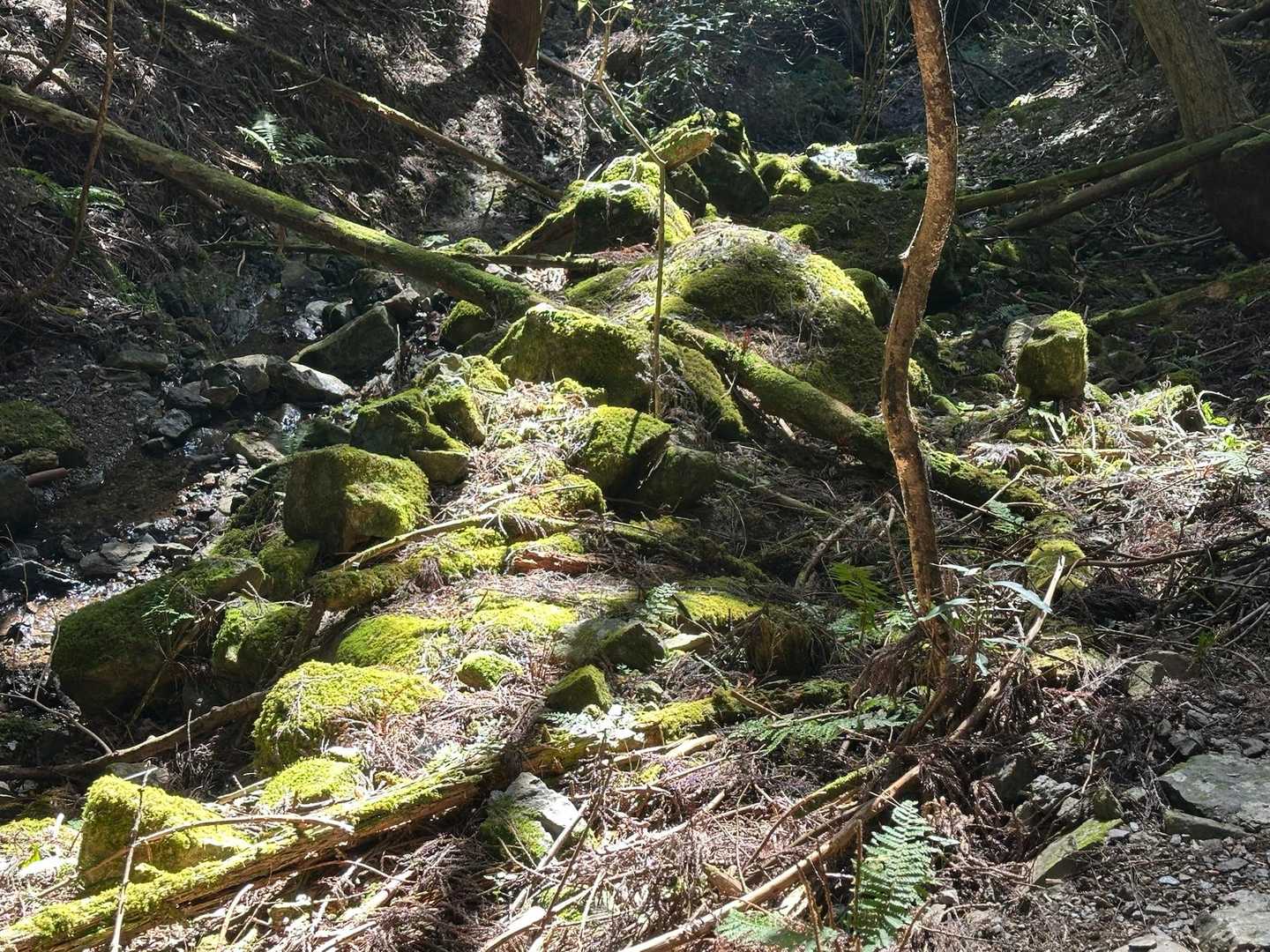 苔に光が差してるゾ😃